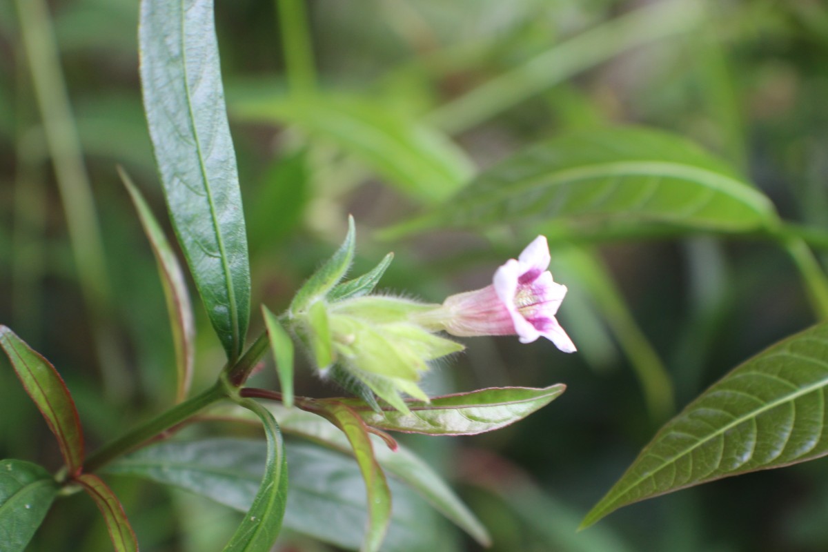 Strobilanthes glaucescens Nees